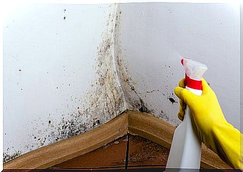 Woman cleaning moldy walls