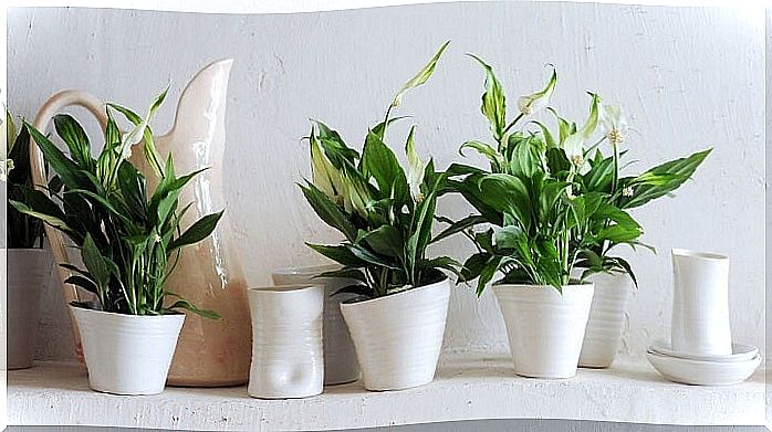 Flowerpots on a piece of furniture