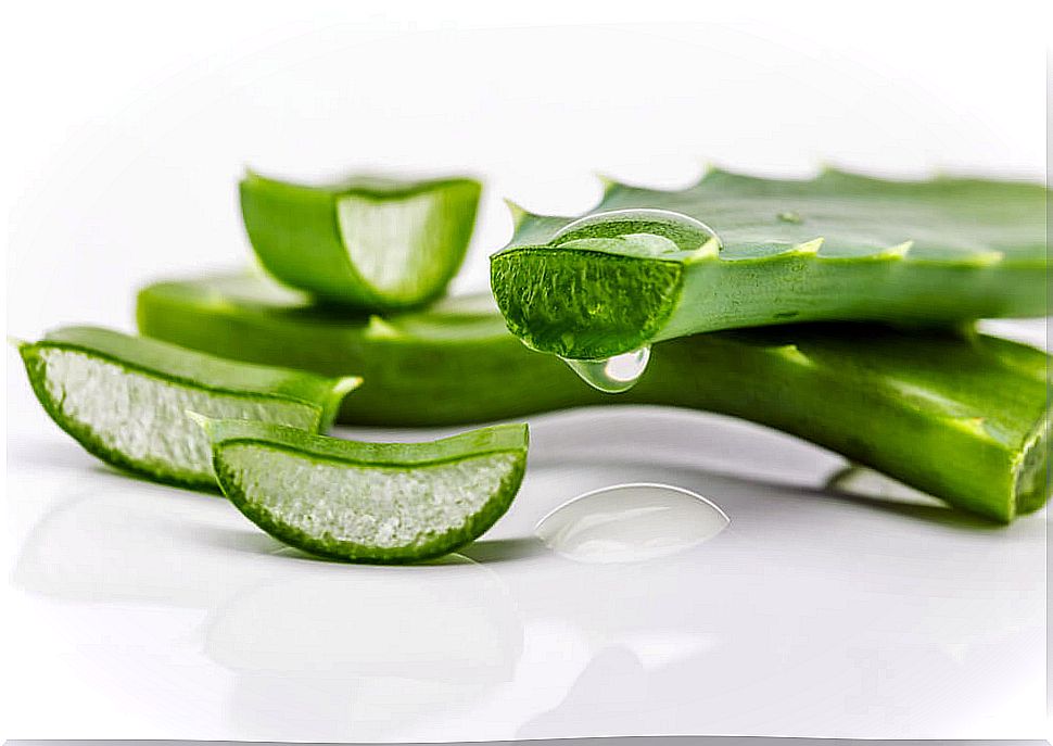 Aloe vera properties