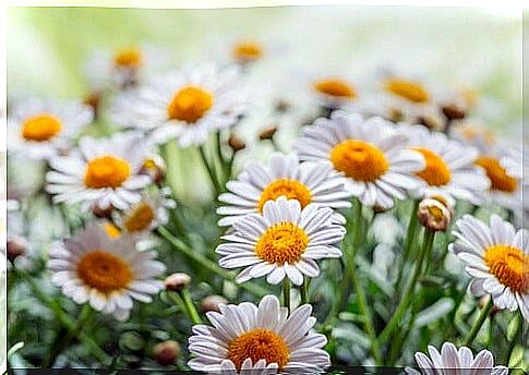 Preparing chamomile flower to bleach hair