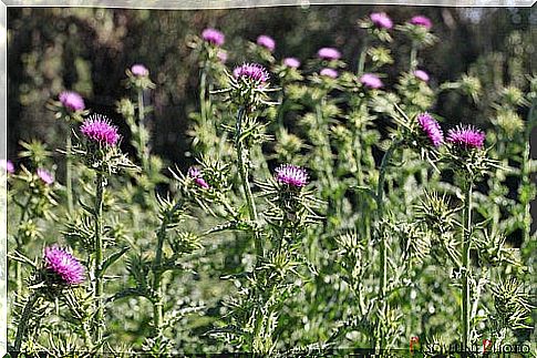 milk thistle PescalunePhoto