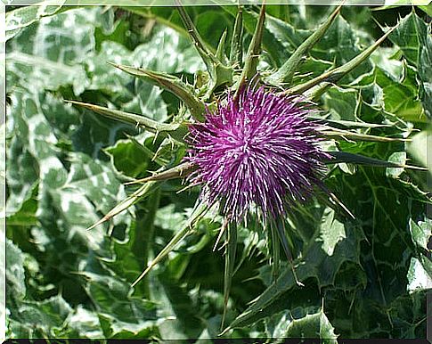 milk thistle terriem