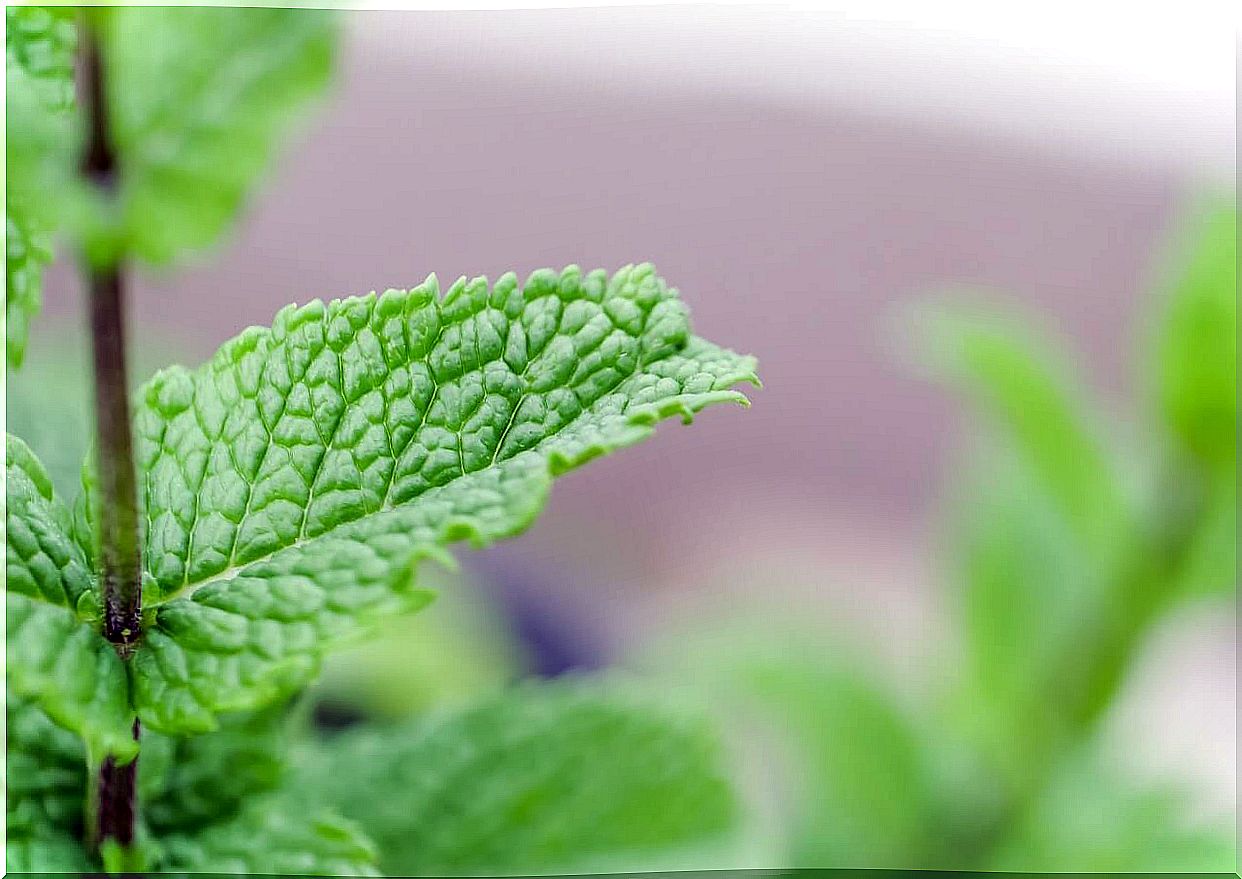 Peppermint has bioactive compounds that promote the proper functioning of the gallbladder.  In addition, it improves the flow of bile to prevent stones from forming.