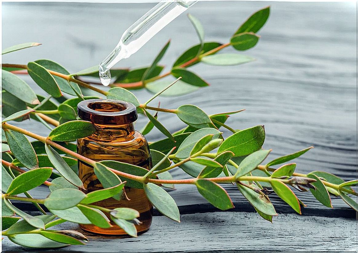 What are the benefits of having eucalyptus in the shower?