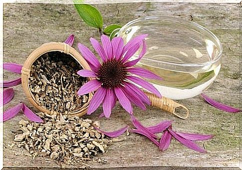 Echinacea: a plant with health benefits