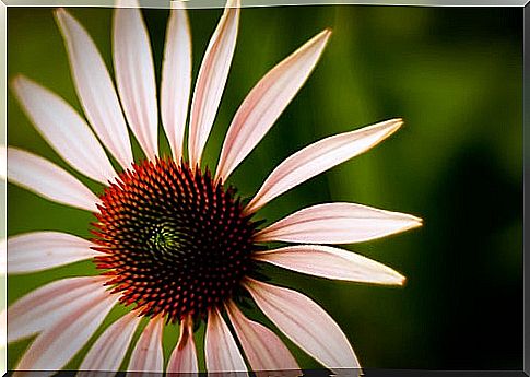 echinacea7