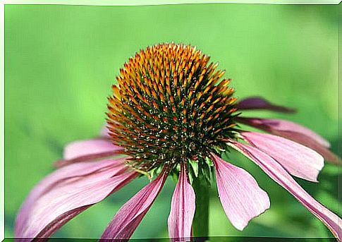 echinacea3