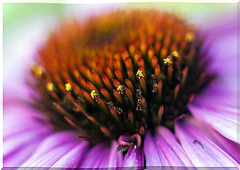 echinacea2