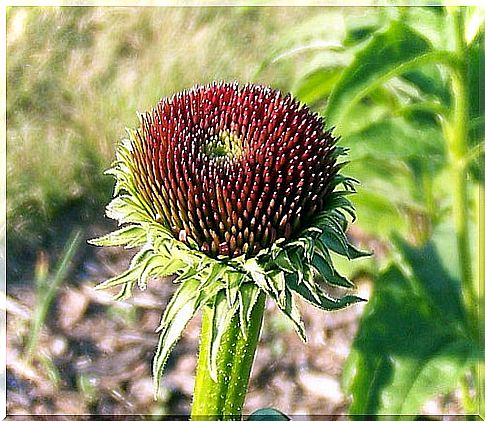 echinacea5