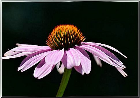 echinacea6