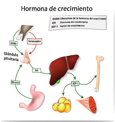 Other functions of growth hormone