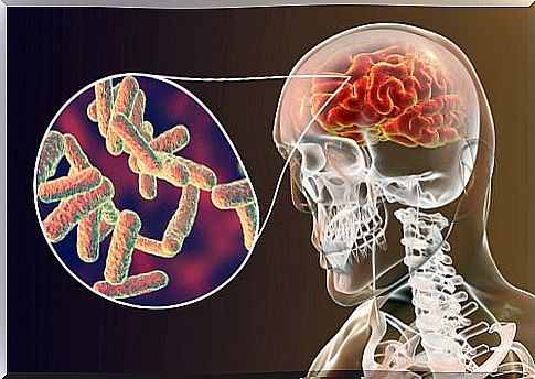 microorganisms meningitis