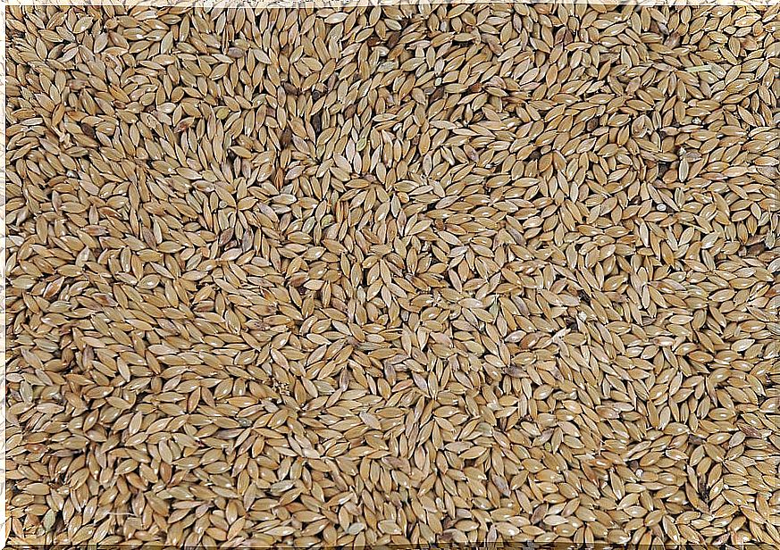 Canary seed seeds.